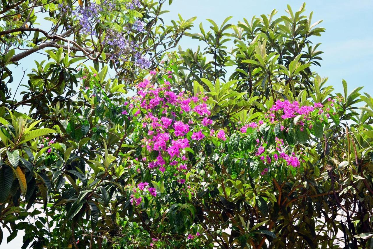 Pousada Arquipelago Hotel Florianópolis Eksteriør billede